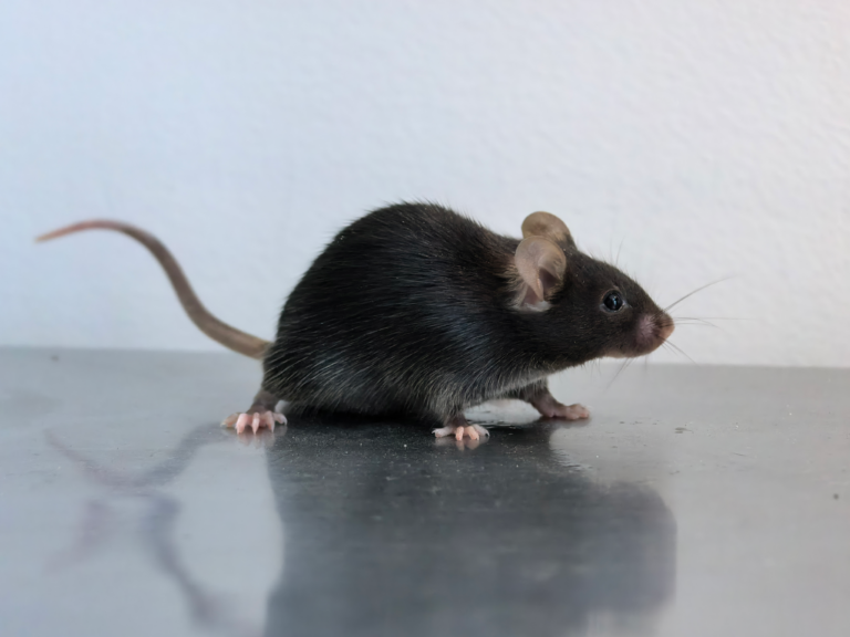 C57BL Mouse