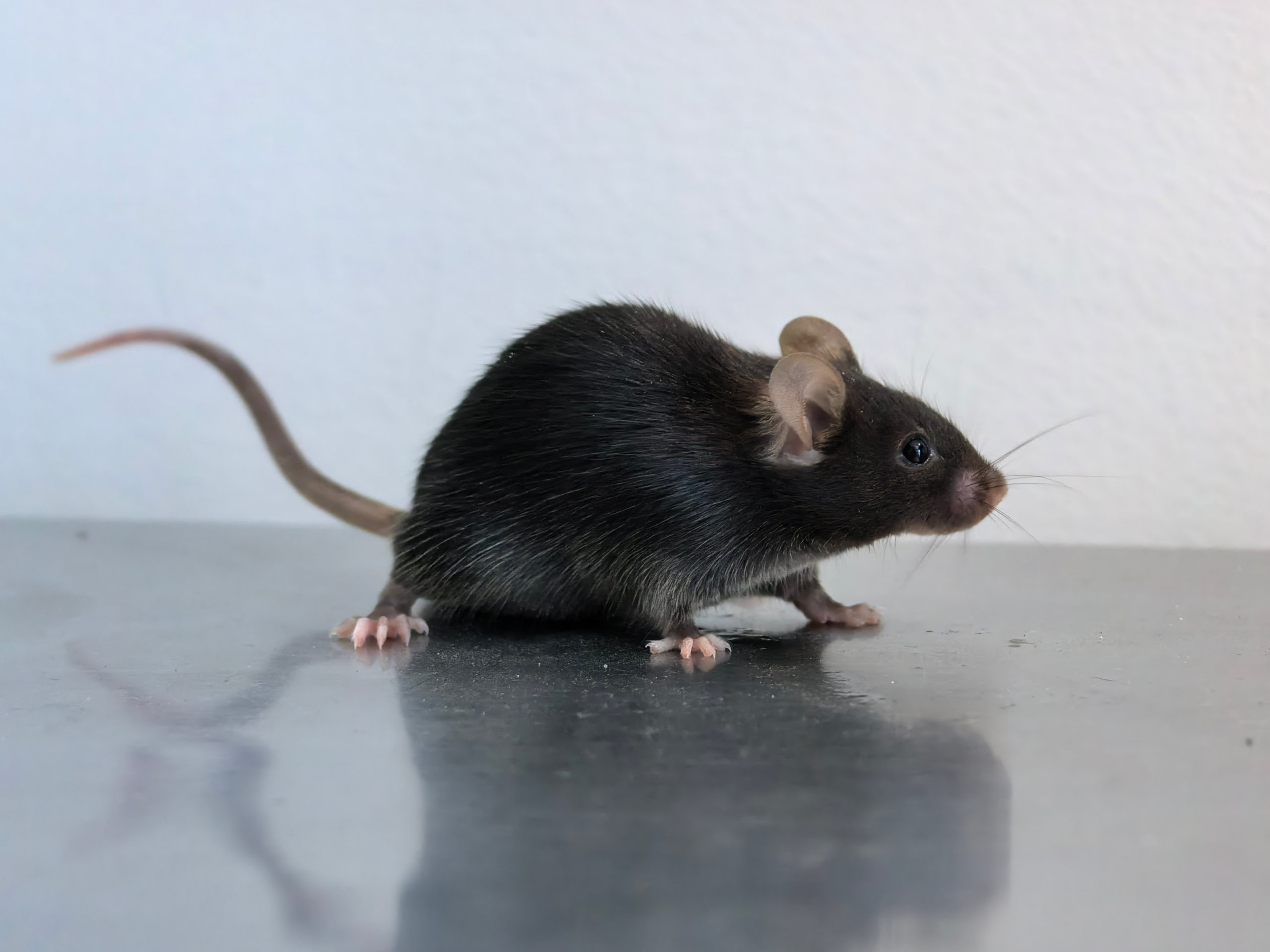 LaminA Mouse Model