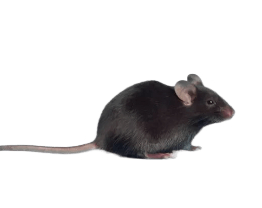 black-mice