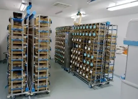 Individually ventilated cage