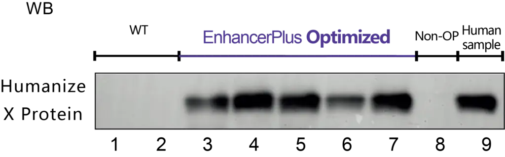 enhancerplus WB