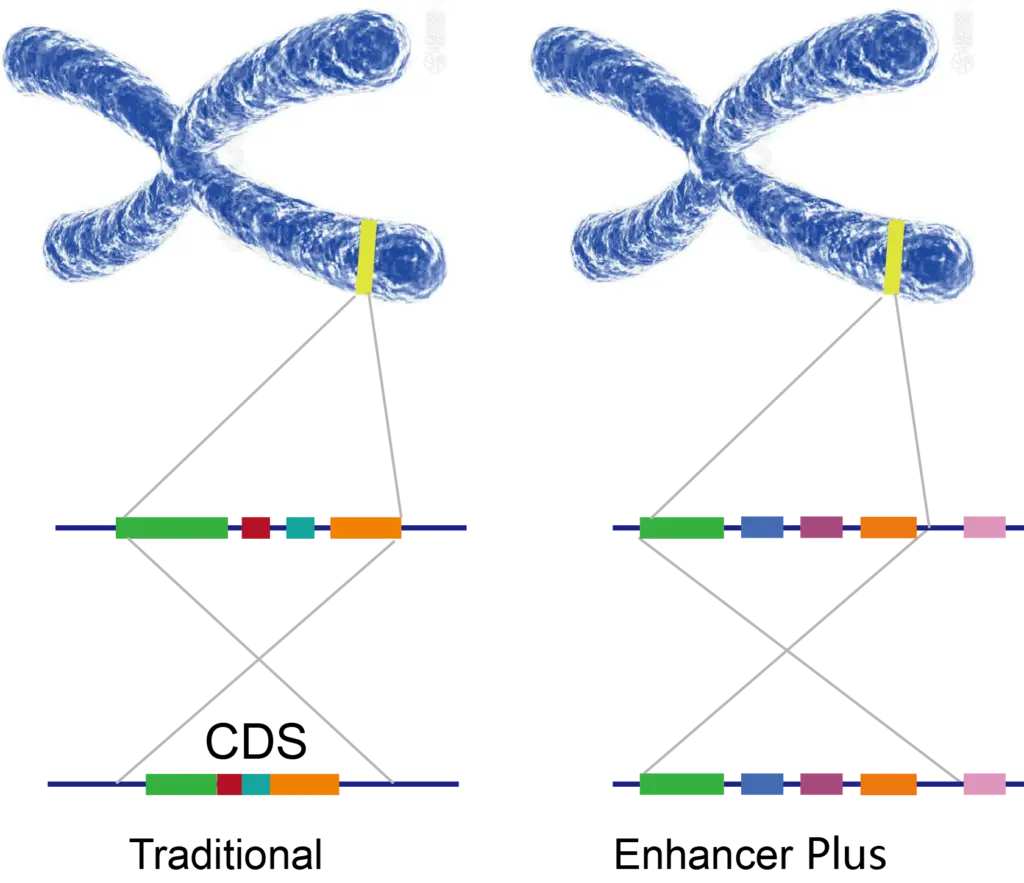enhancerplus gene editing