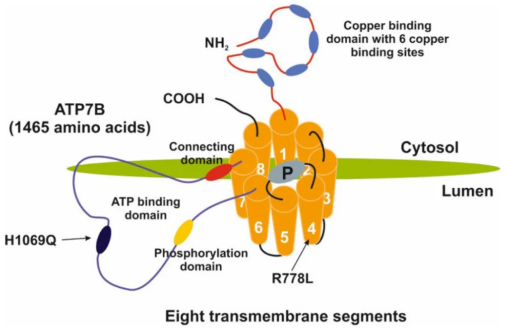 Schematic diagram of ATP7B copper transporter structure (Source: PubMed)