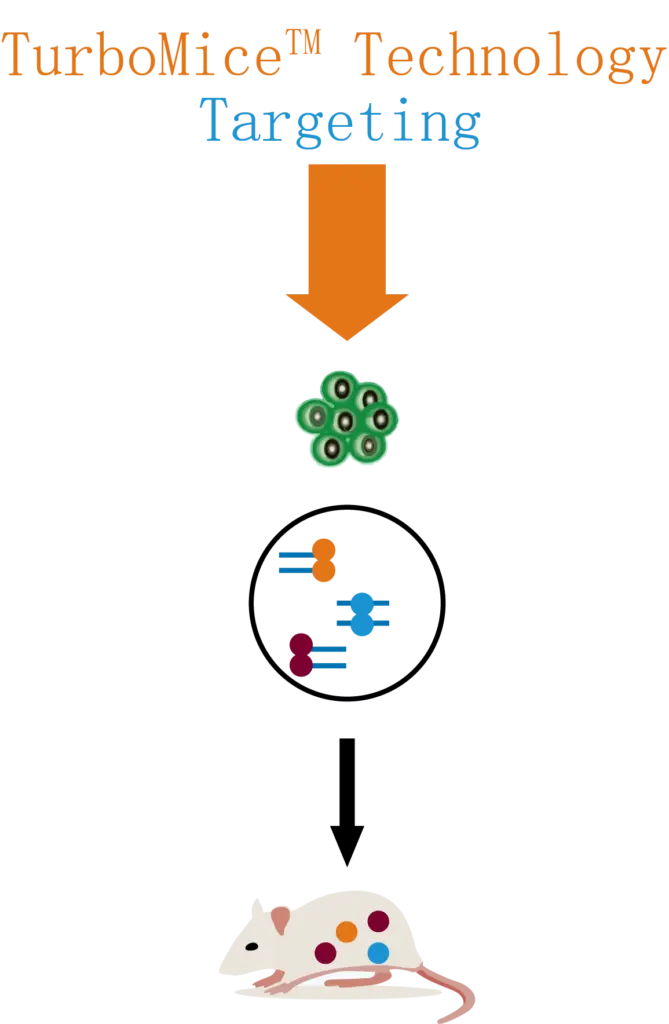 TurboMice Technology Diagram