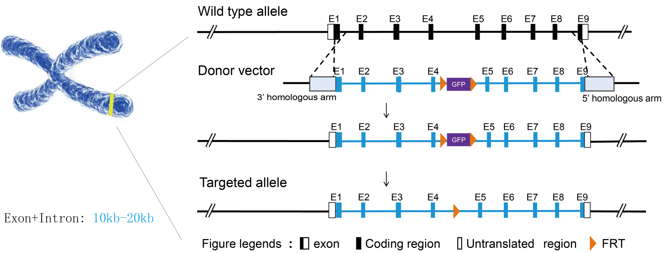 TurboMice™ Long Fragment Gene Editing