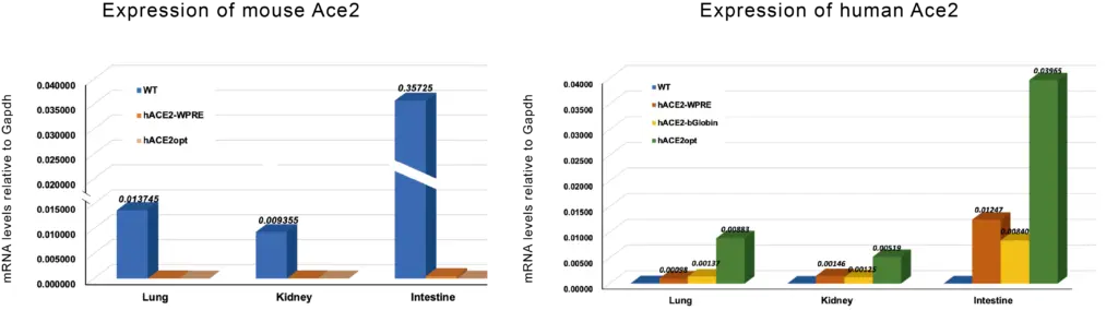 ACE2 Expression between organs from Human & Mouse