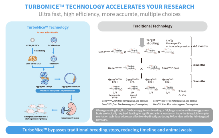 VeloGene Biotechnology Conditional Knockout Mouse Model Theory Graphic