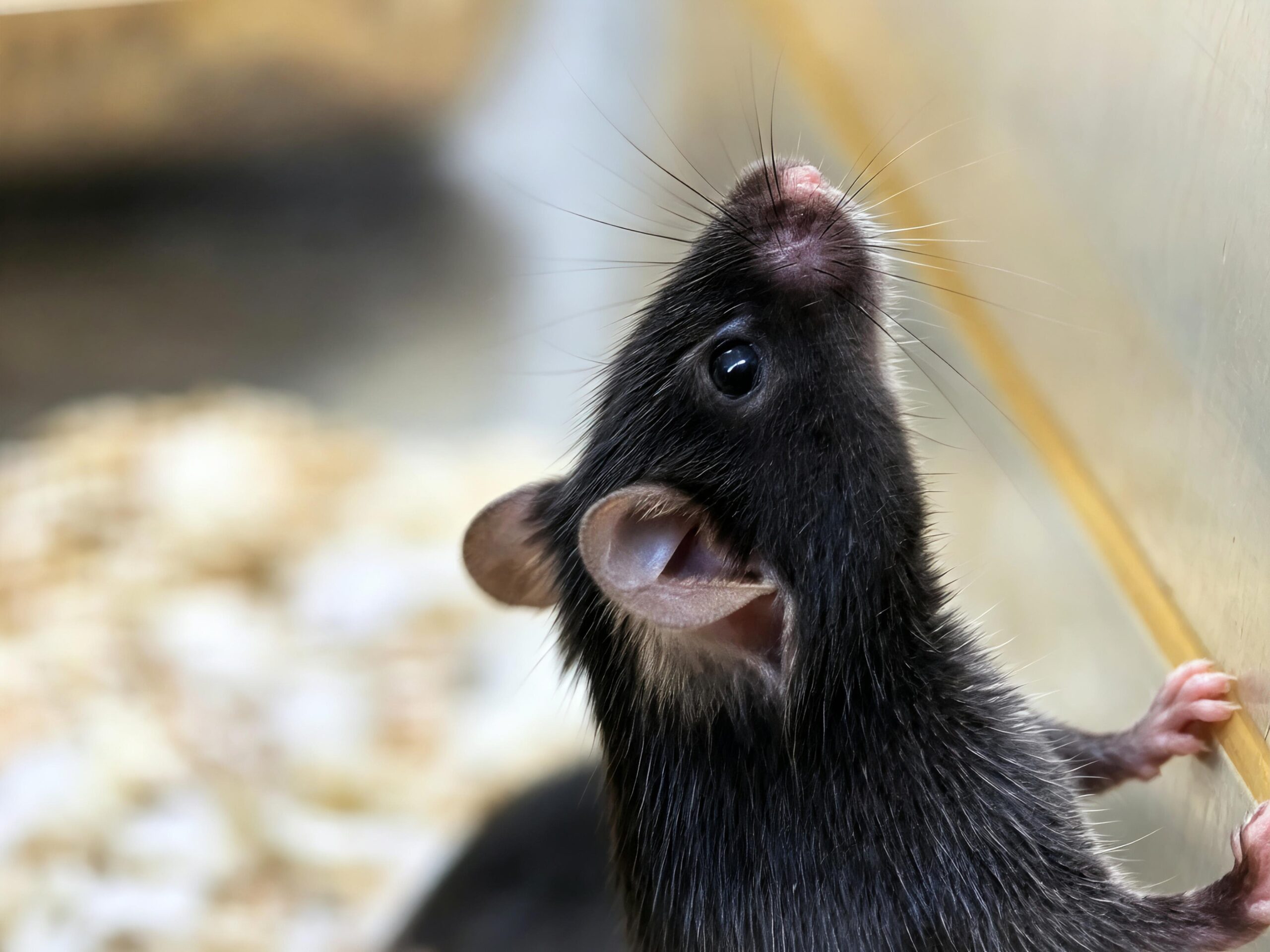 Myh6-iCre Mouse Model